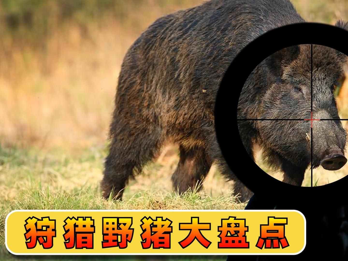 狩猎野猪大盘点