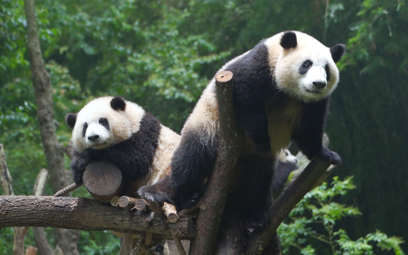 大熊猫和花和叶踩和花头尽显弟王风范花这弟弟真让我头大