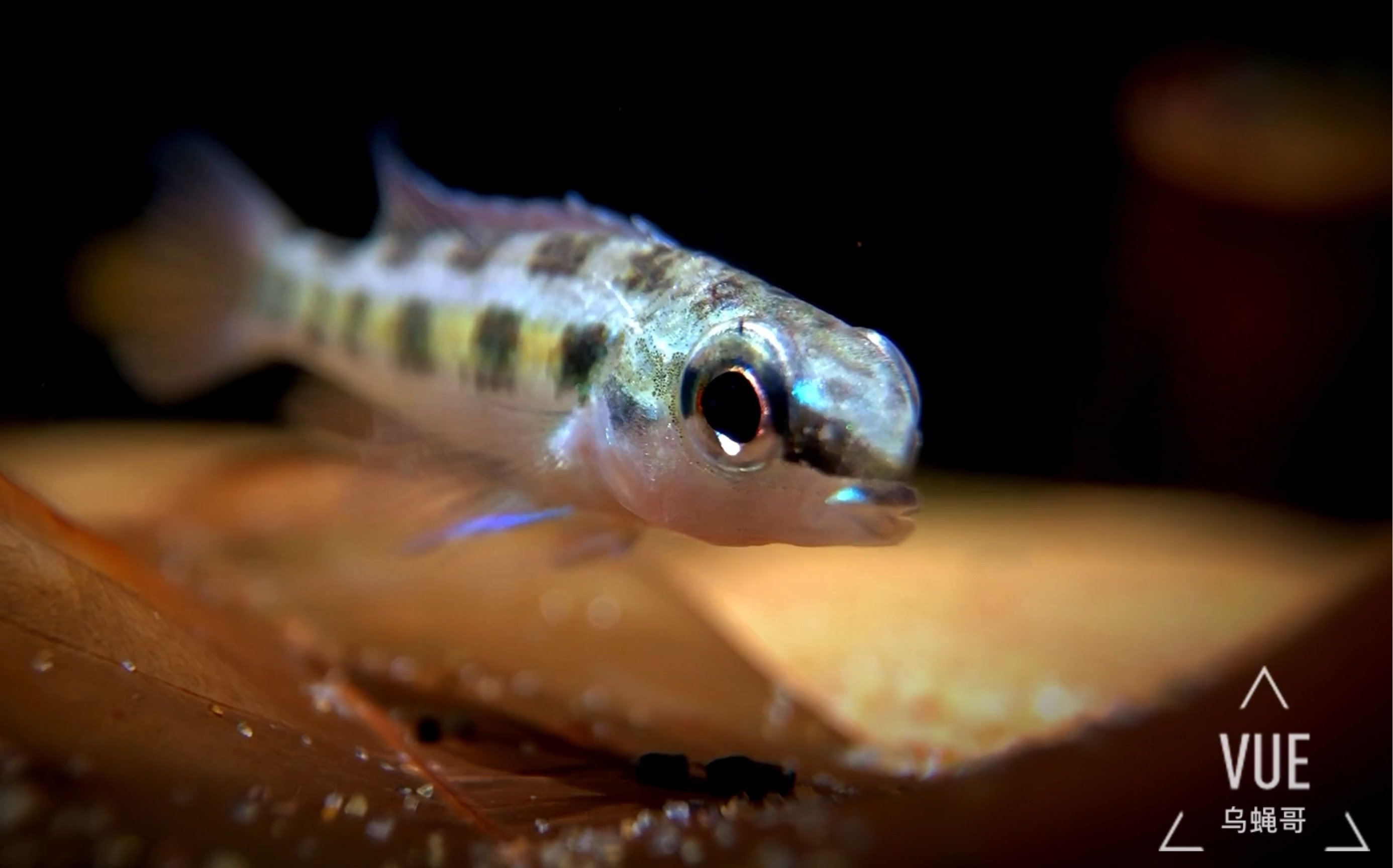 南美短鲷-燕尾棋盘(上次发的是皇冠棋盘)_哔哩哔哩_bilibili