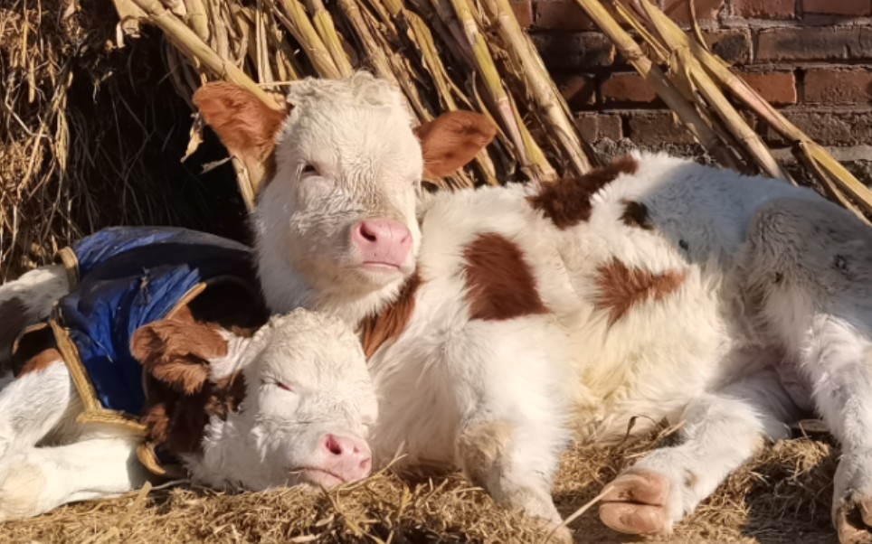 三只小牛宝宝在睡午觉哦