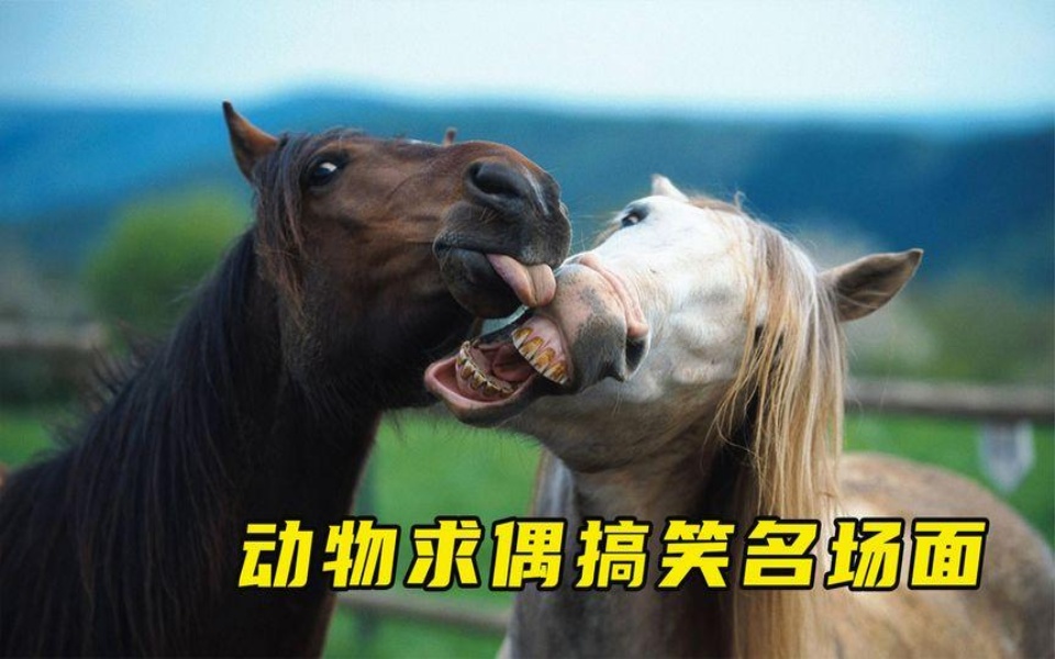盘点动物求偶时的搞笑名场面,我竟然还没一只鸟会跳舞!