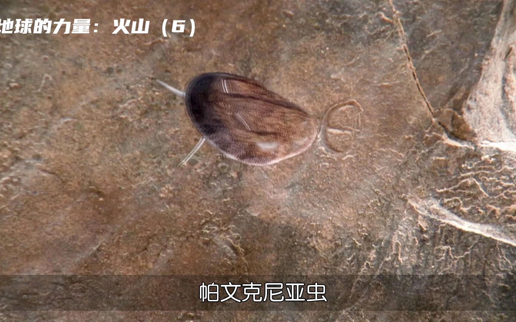 冰河世纪终结地球生物诞生