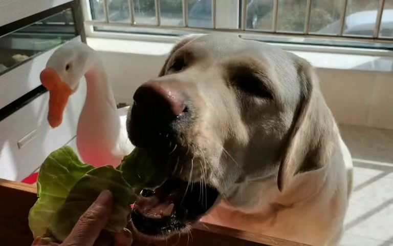 拉布拉多狗狗下眼睑外翻,主人强制上眼药看旺啥反应