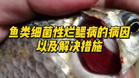 金鱼鱼鳃病怎么治疗 虫腮菌腮怎么观察判别 哔哩哔哩
