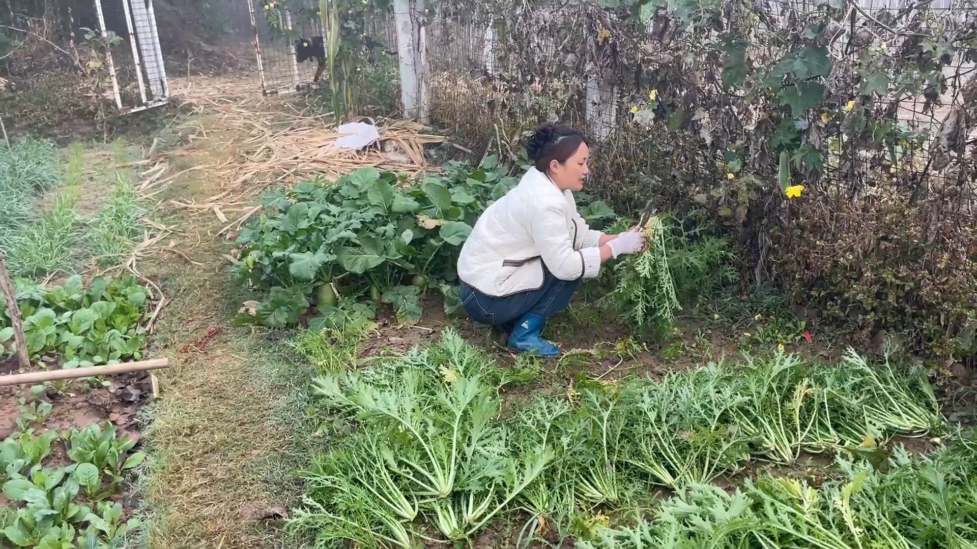 今年种的雪菜还挺多,媳妇把它剪了先晒上,过两天可以做酸菜了哔哩哔哩bilibili