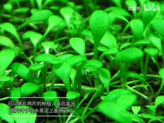 0001.哔哩哔哩【水草推荐】新手玩家比较容易上手的水草哔哩哔哩bilibili