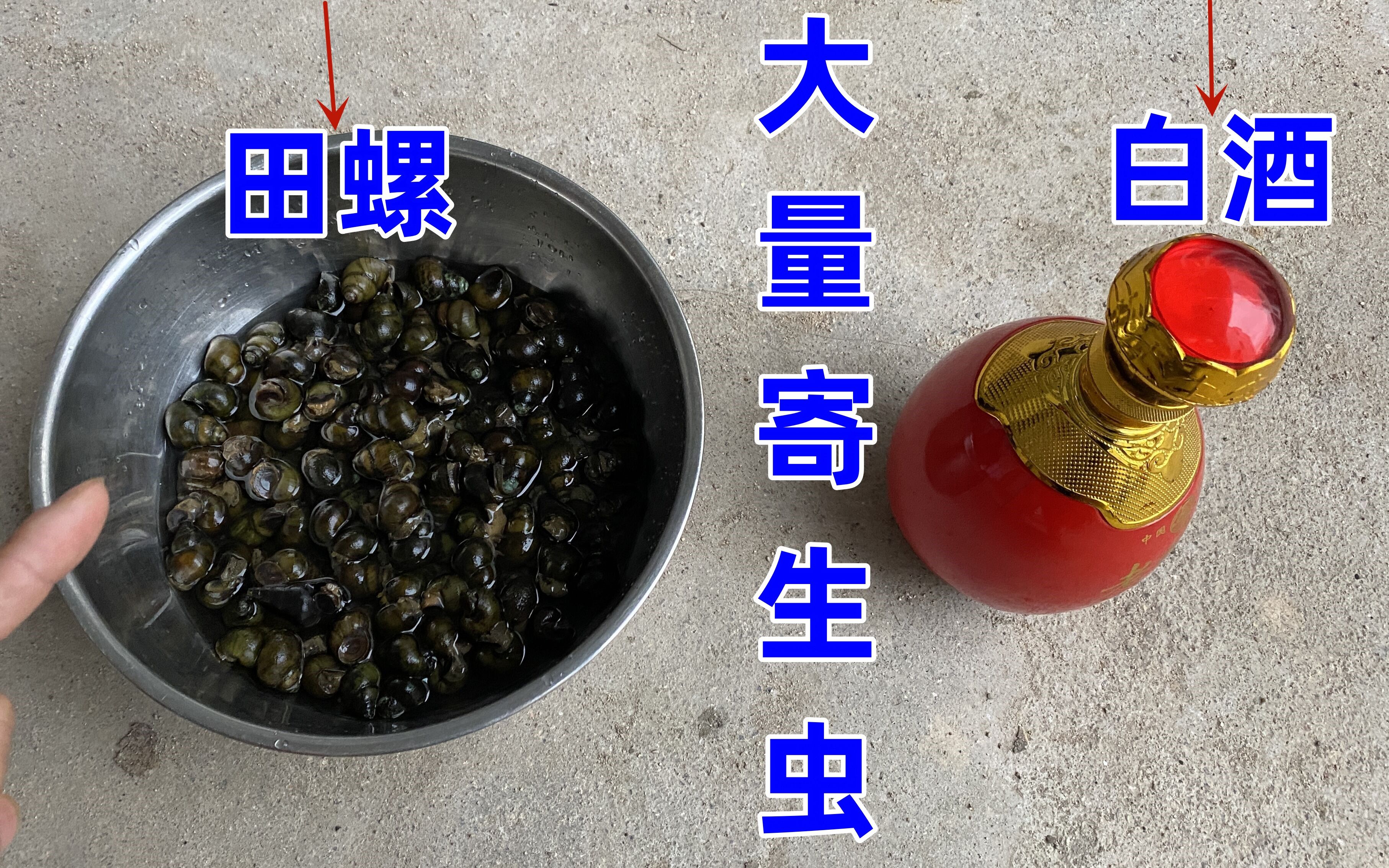 白酒倒入田螺中很快出现大量寄生虫,看后就算给100万也不敢吃了