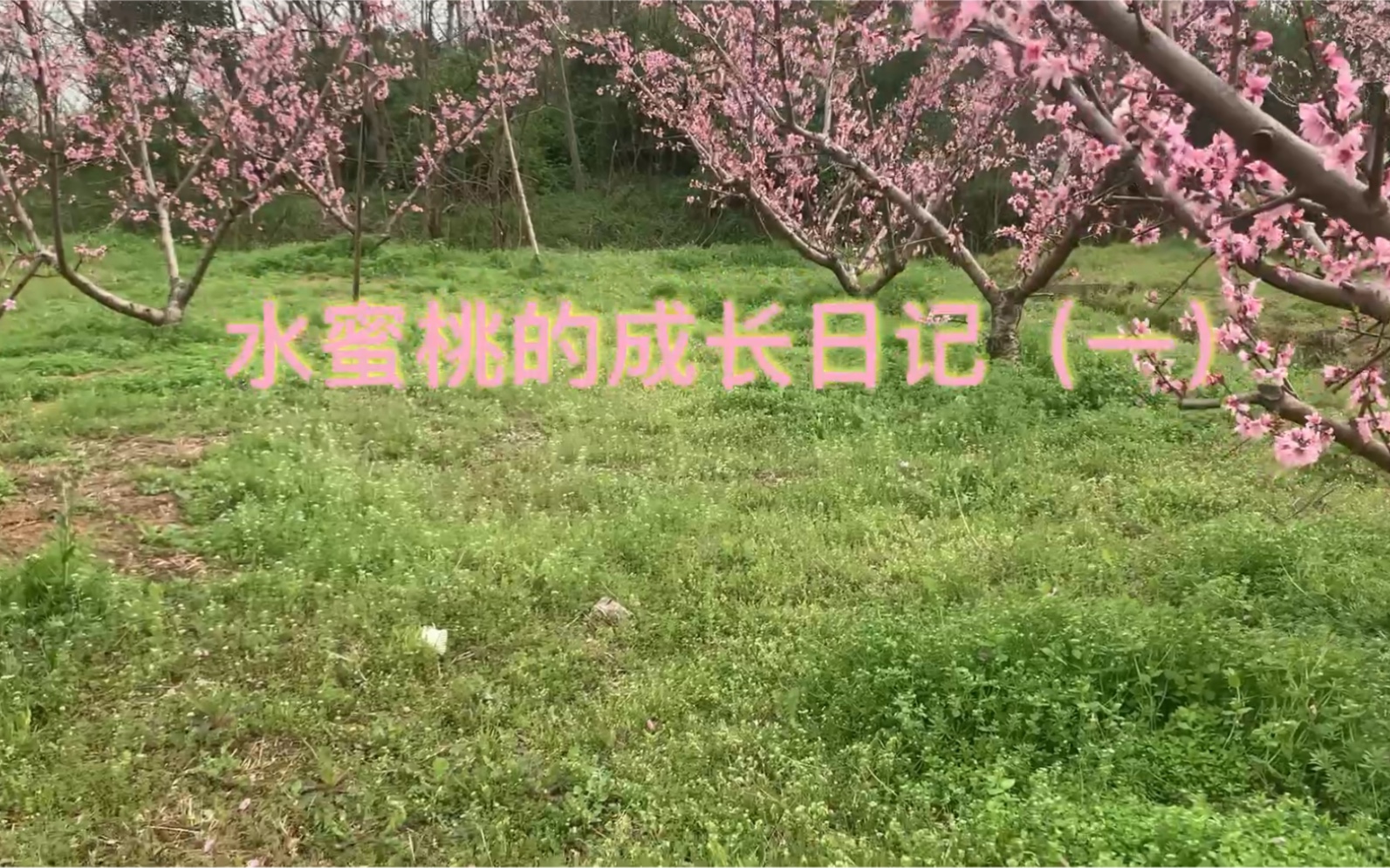 老俞家的水蜜桃成长日记(一)哔哩哔哩bilibili