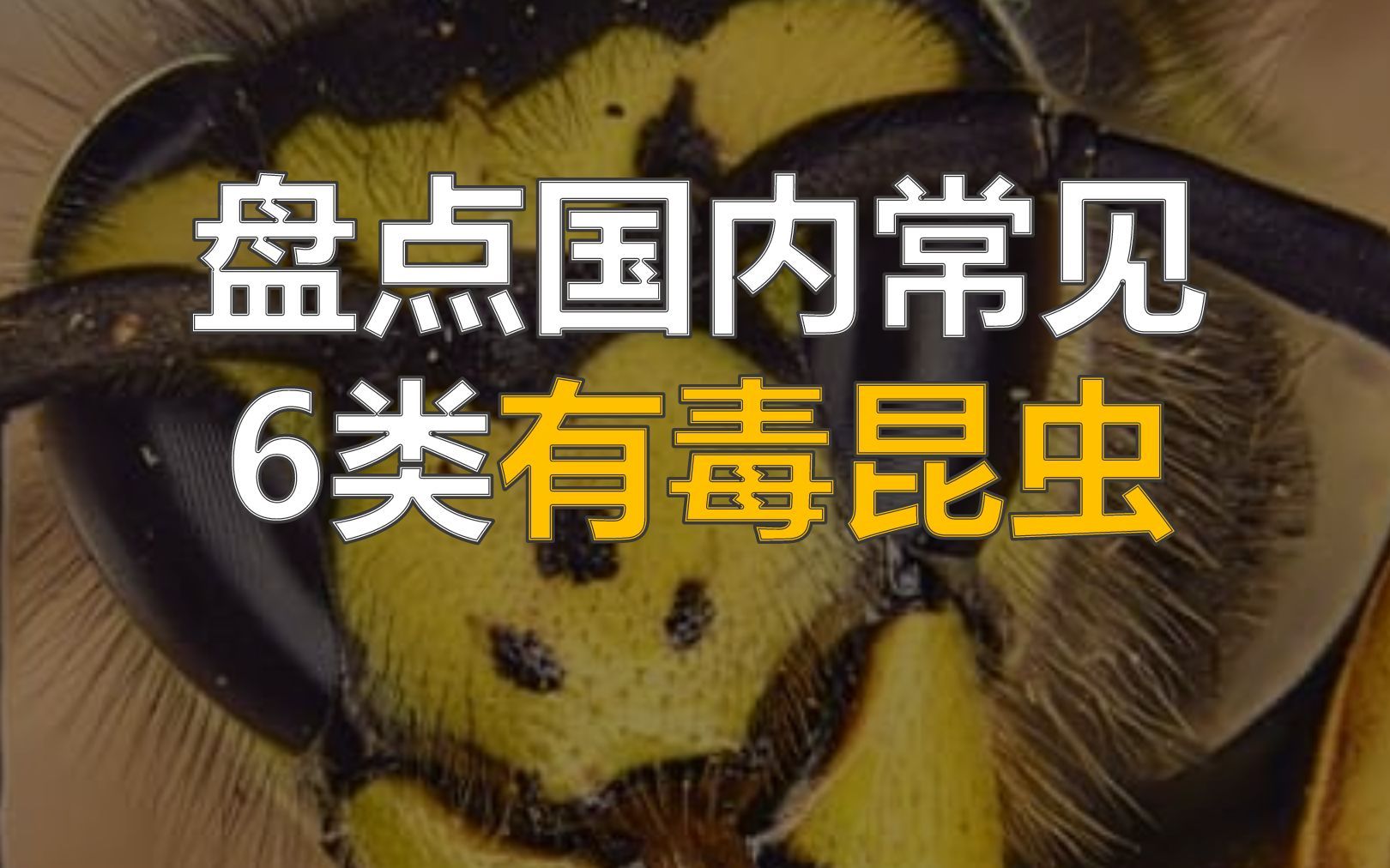 中国最毒的虫子 有毒图片