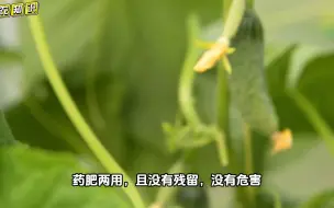 Download Video: 农作物发生病害就用高锰酸钾，无残留无公害，效果明显优于农药