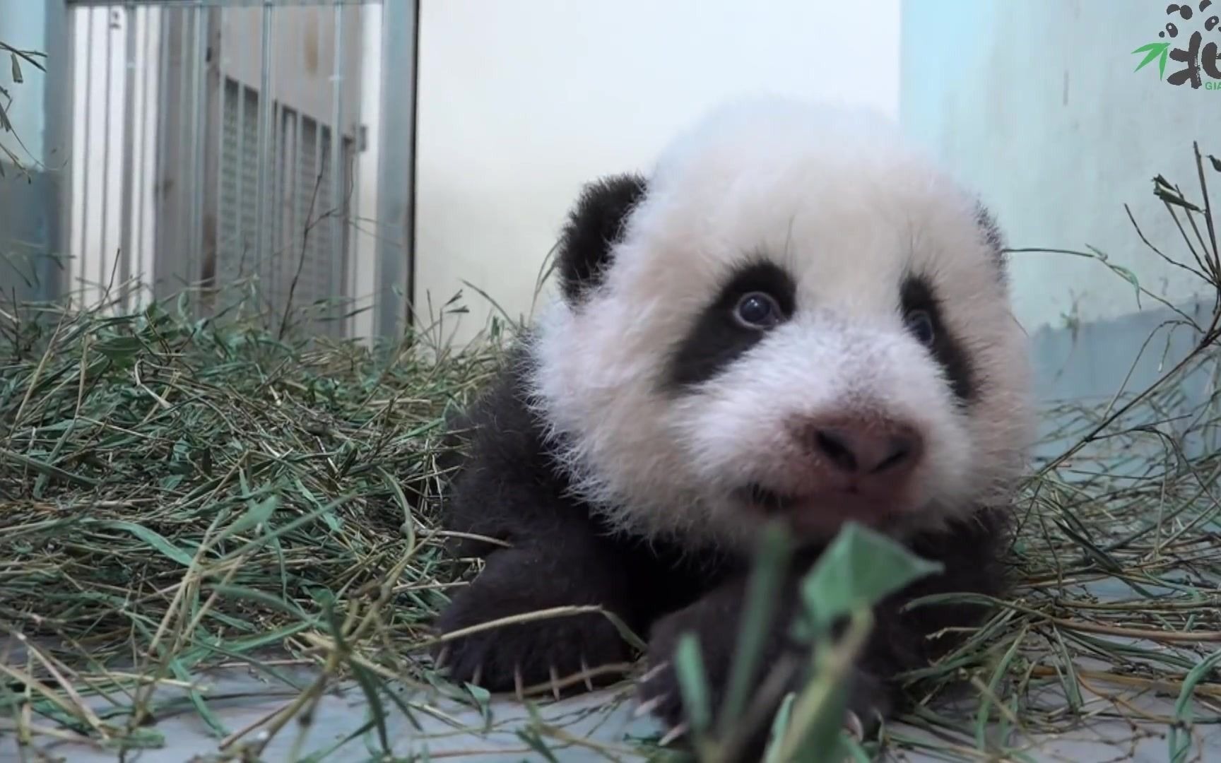 【大熊猫圆宝】用尽全身力气藏的苹果还是被妈翻出来,只能奶声奶气