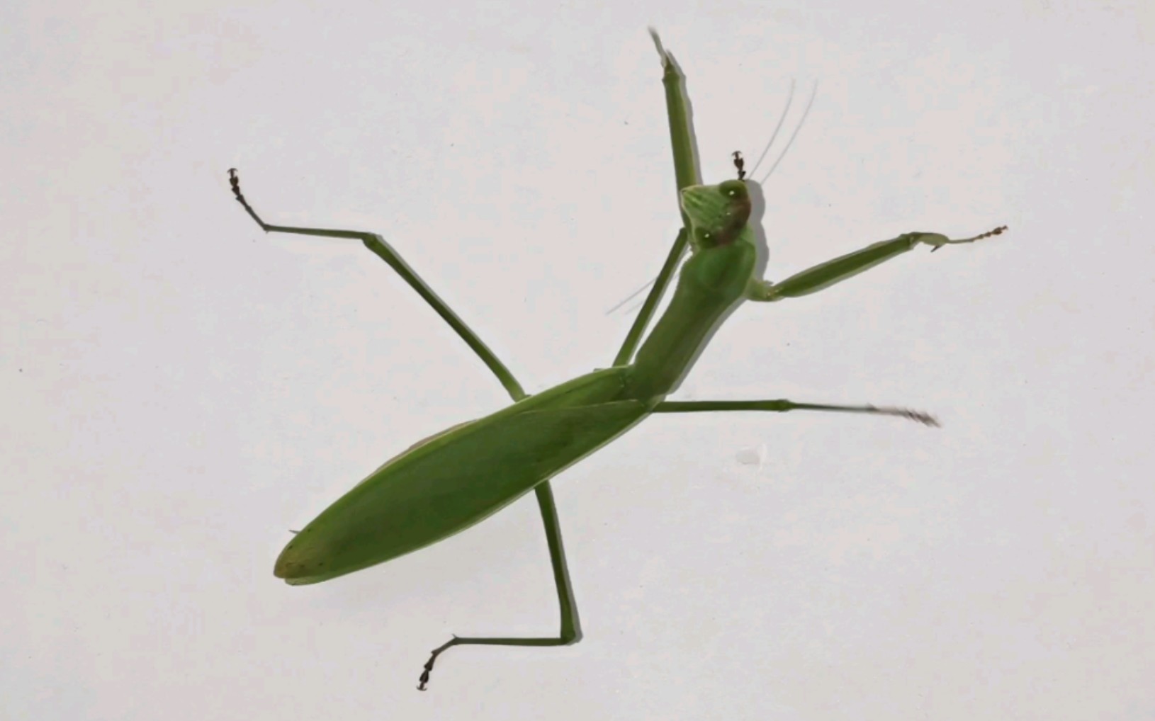 捕食展示61古北新北螳螂界的最强横纲——中华刀螳_哔哩哔哩_bili