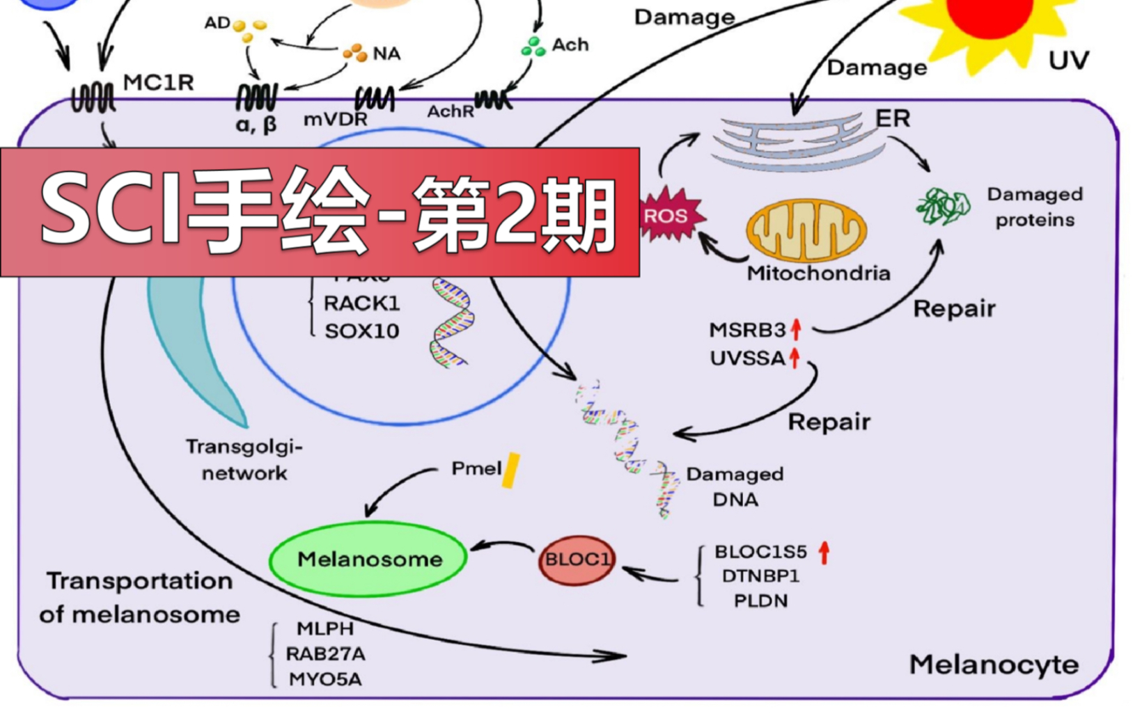 高速还原版procreate软件医学SCI绘图哔哩哔哩bilibili