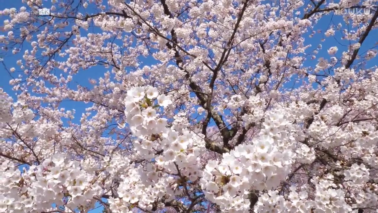 [图]【超清画质】日本各地樱花欣赏合集