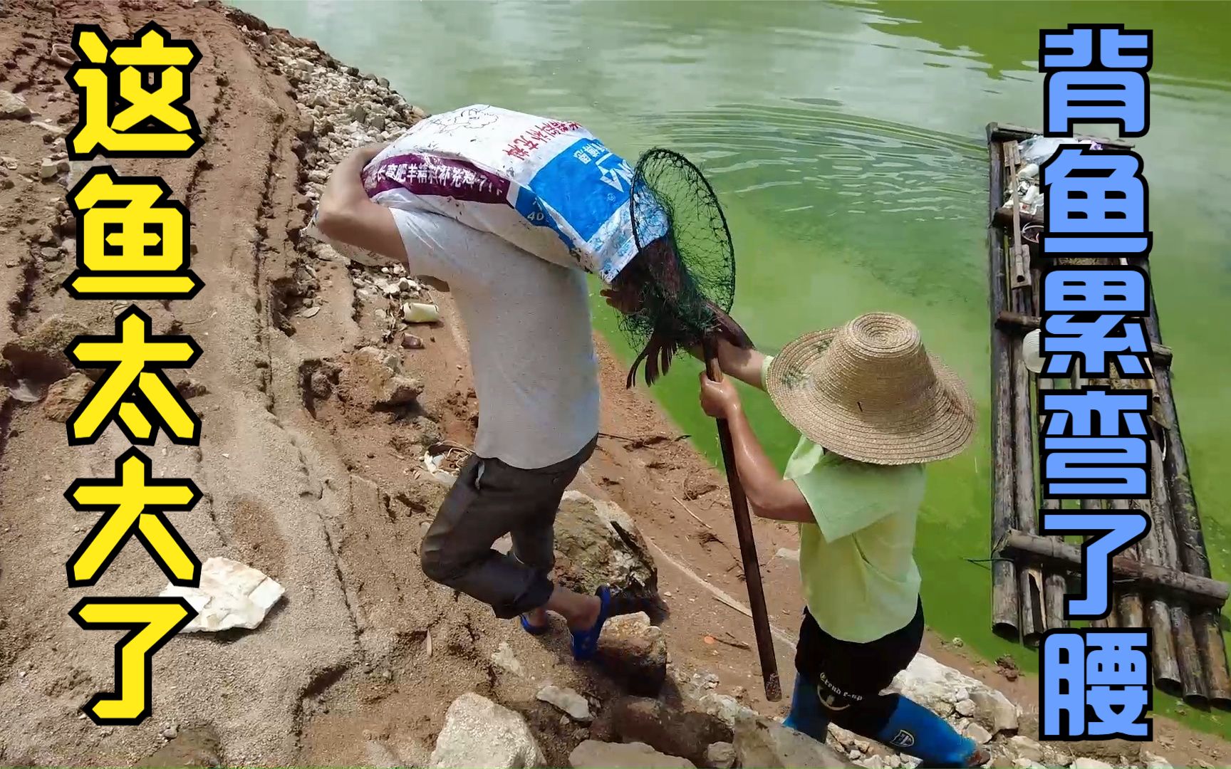今年水库大鱼就是多,渔民又收获50多斤巨物,背上岸累的气喘吁吁
