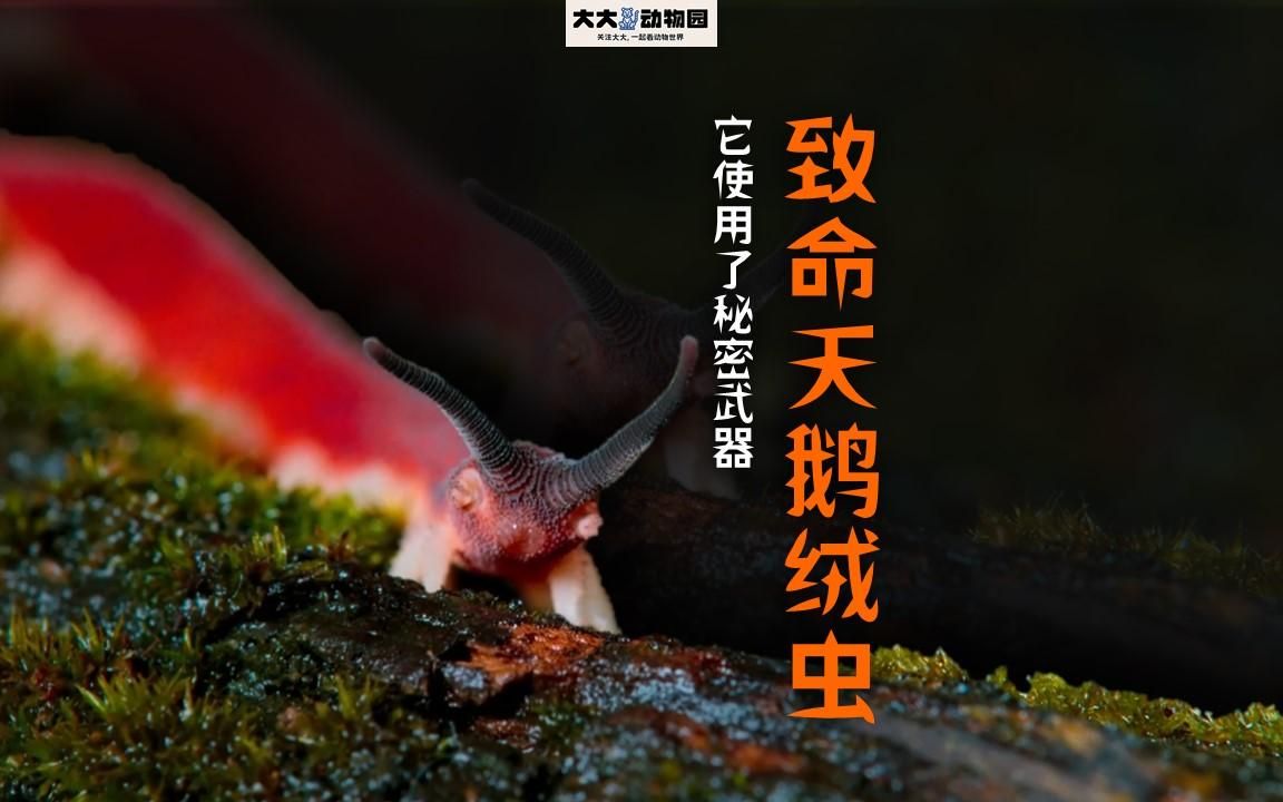 【一天一动物】第十集:致命天鹅绒虫-它使出了秘密武器