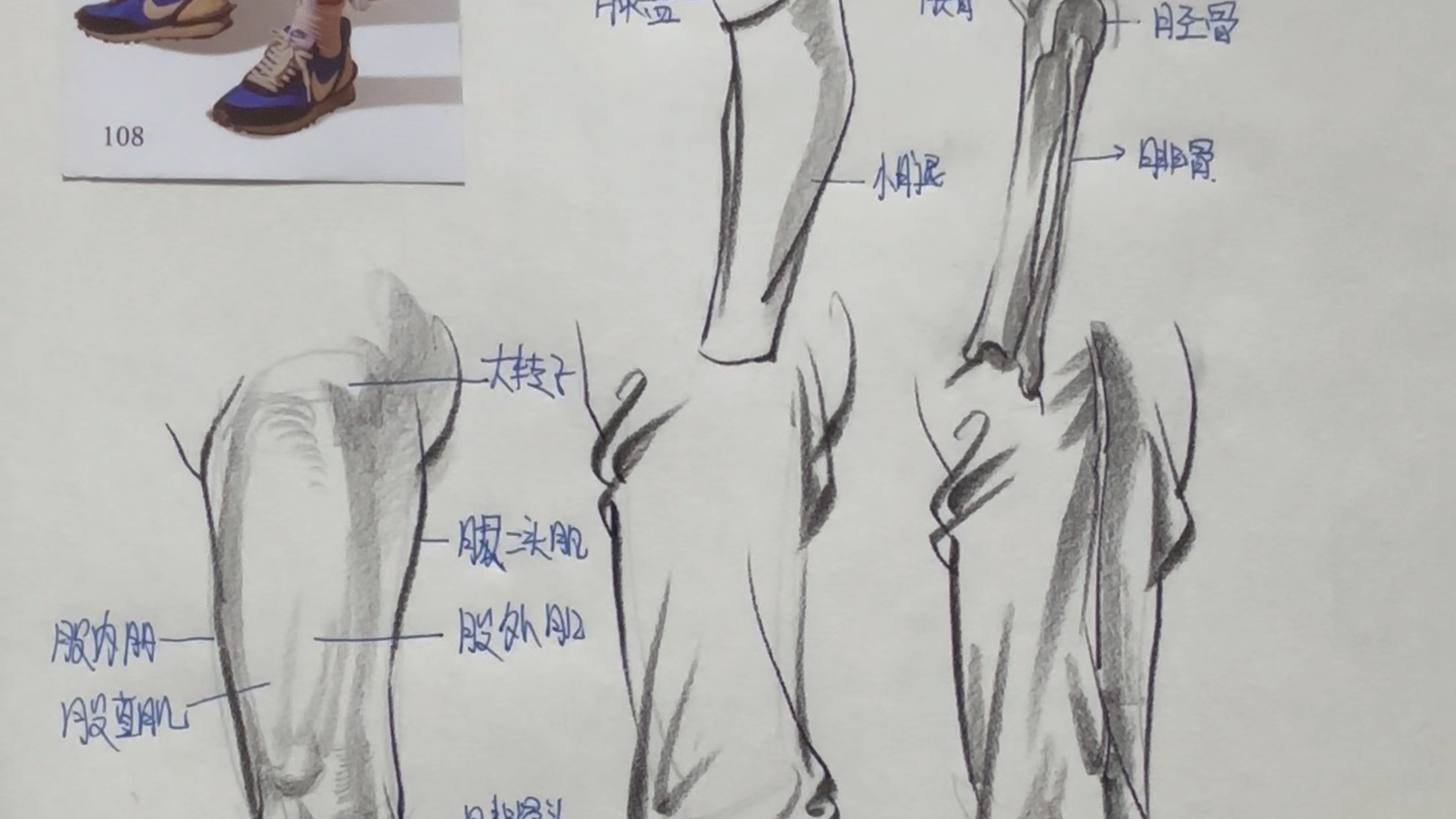 速写改革-腿部全面分析 形体归纳 骨骼 肌肉 衣纹 腿部塑造