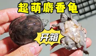 Tải video: 【开箱】超萌麝香龟，蛋龟这么丑谁养啊？是我....