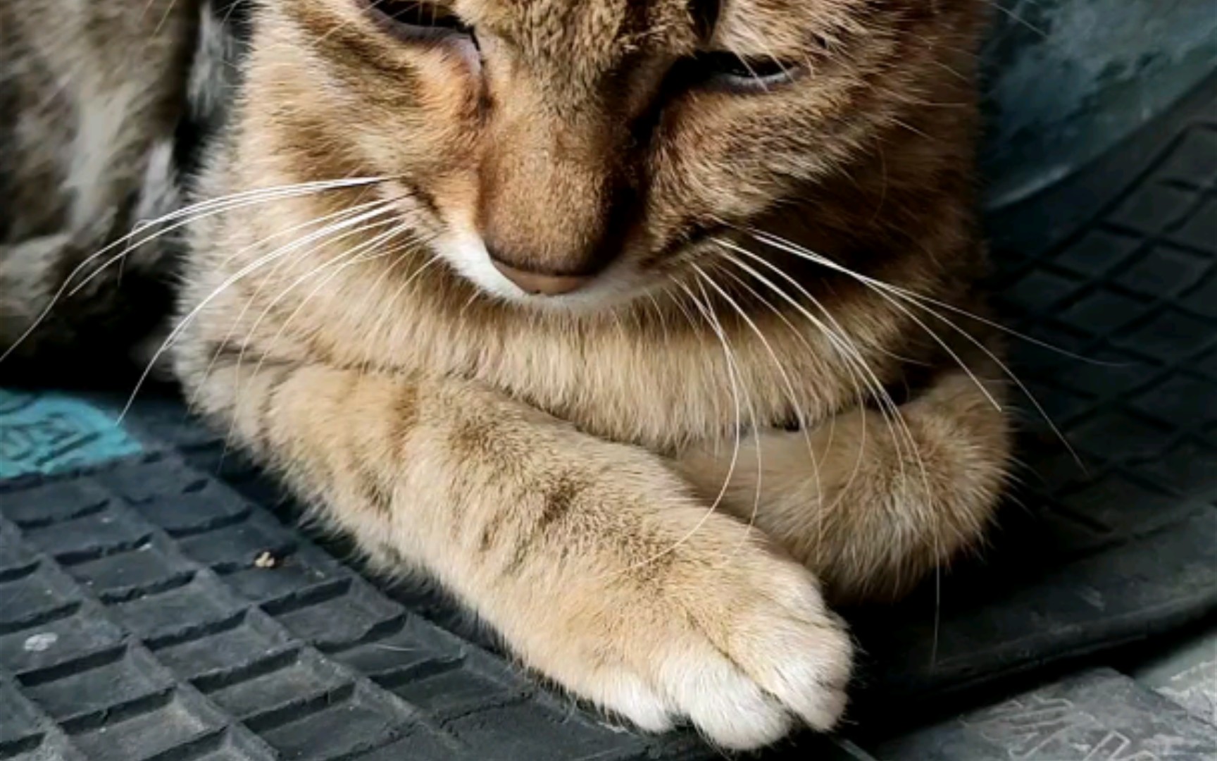 睡眼惺忪的猫咪最好rua了