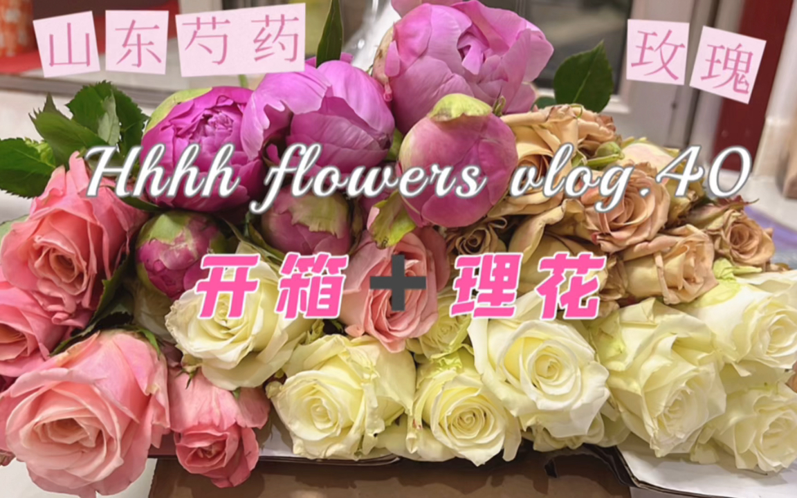 低价网购鲜花|大头山东芍药价格跳水入手好时机~哔哩哔哩bilibili