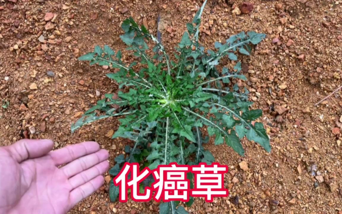 农村不起眼的“化癌草”,外地人都不了解它,赶紧认识并了解下哔哩哔哩bilibili