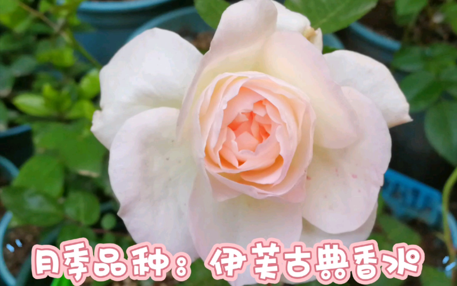 【月季品种:伊芙古典香水】伊芙系列的旁系,比起纯正的伊芙系列,它的