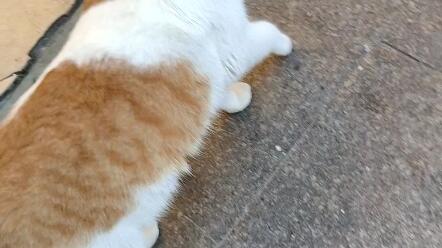 猫大人不想让你摸的时候 你最好停止你的脏手 哔哩哔哩 猫大人不想让你摸的时候 你最好停止你的脏手 哔哩哔哩