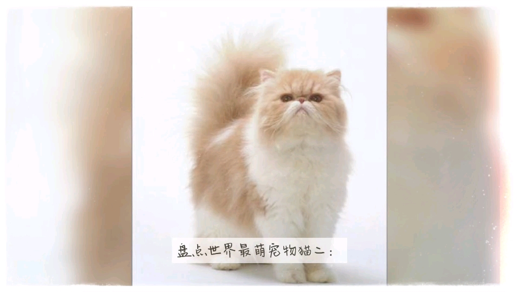 波斯猫,日本短尾猫,金吉拉猫