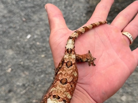 焦糖色守宫,有知道什么品种的吗?