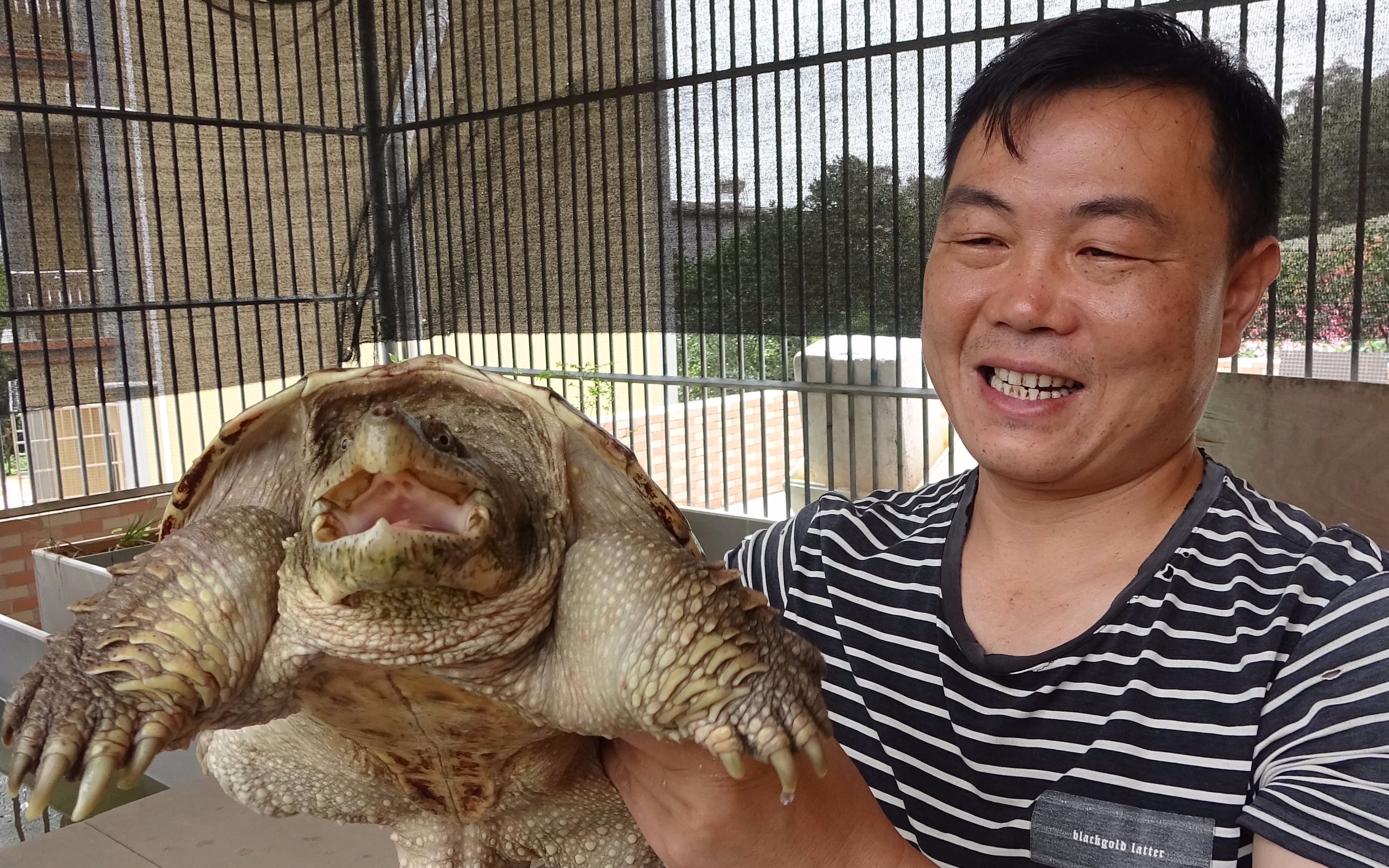 老林给小乌龟换水喂食,它们已经好几天没吃过东西了_哔哩哔哩_bili