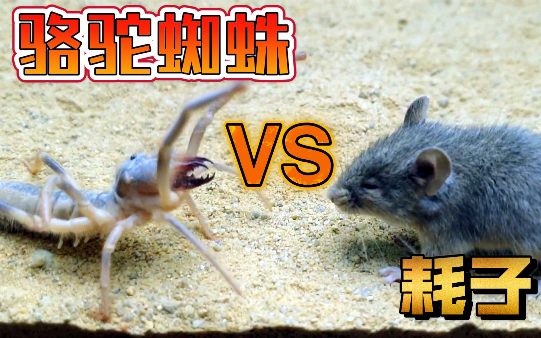 蜘蛛vs老鼠图片