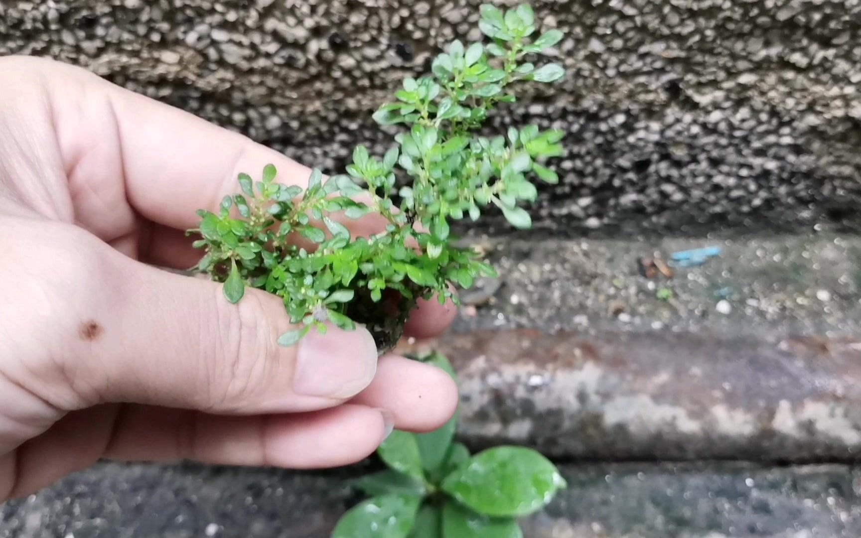 这种生长在楼角的植物,我们叫透明草,用处很广,你知道没有!