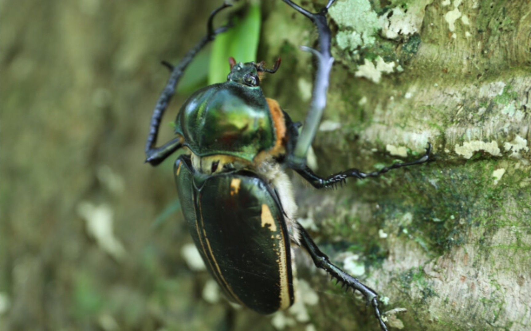 盘点10种国产鞘翅目