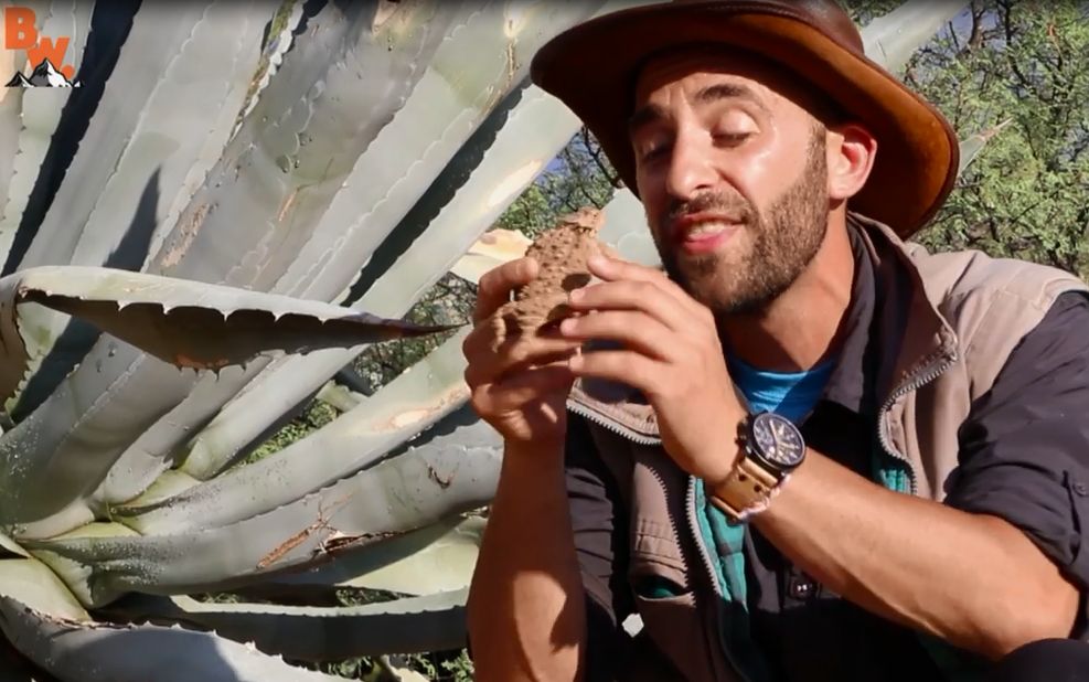 【大宝剑联盟】coyote peterson带你见识炒鸡可爱的海蛞蝓