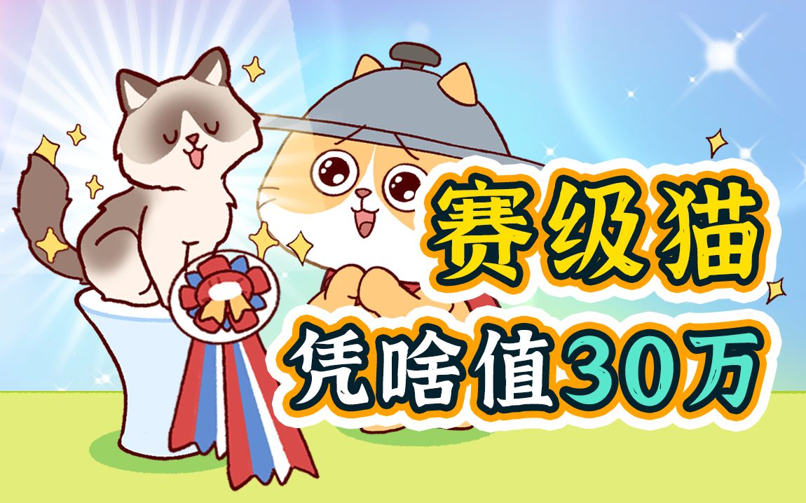 一只赛级猫花了30万,快帮我看看值不值?哔哩哔哩bilibili