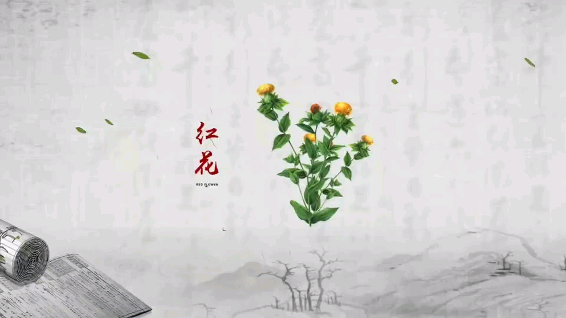 [图]【科普】身边的中草药（红花）