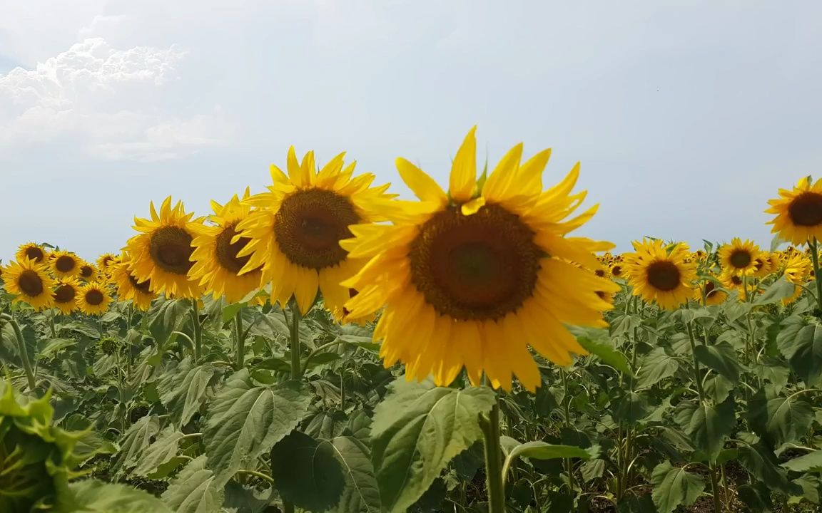 ▏a542 2k画质唯美向日葵太阳花花田花海阳光植物大自然小清新空镜头