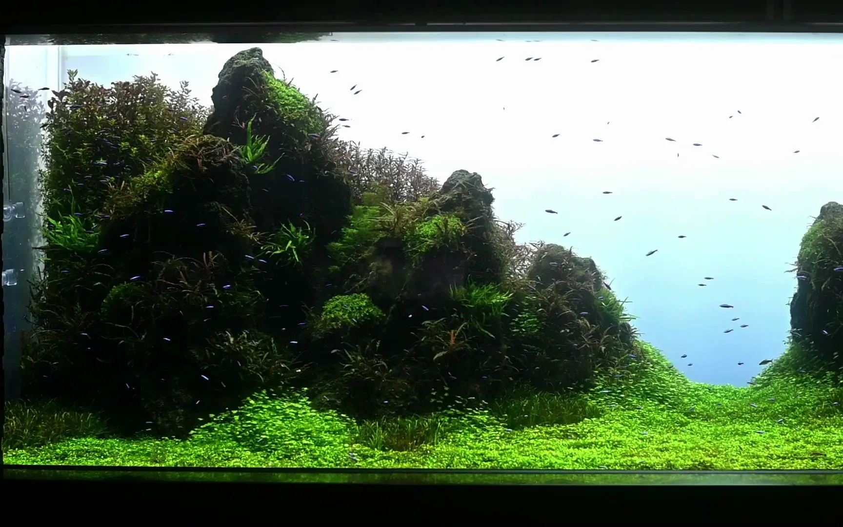 墨田水族馆水草缸造景 草原与石景 哔哩哔哩 Bilibili 墨田水族馆水草缸造景 草原与石景 哔哩哔哩 Bilibili