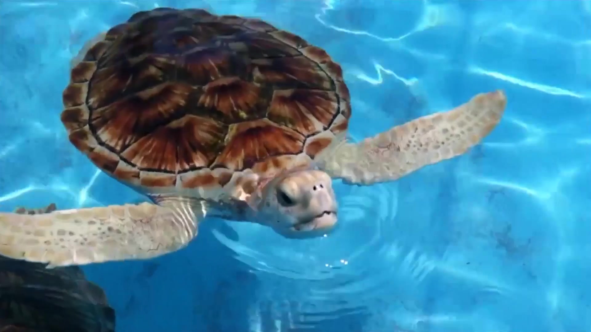 海龟用什么呼吸 B站