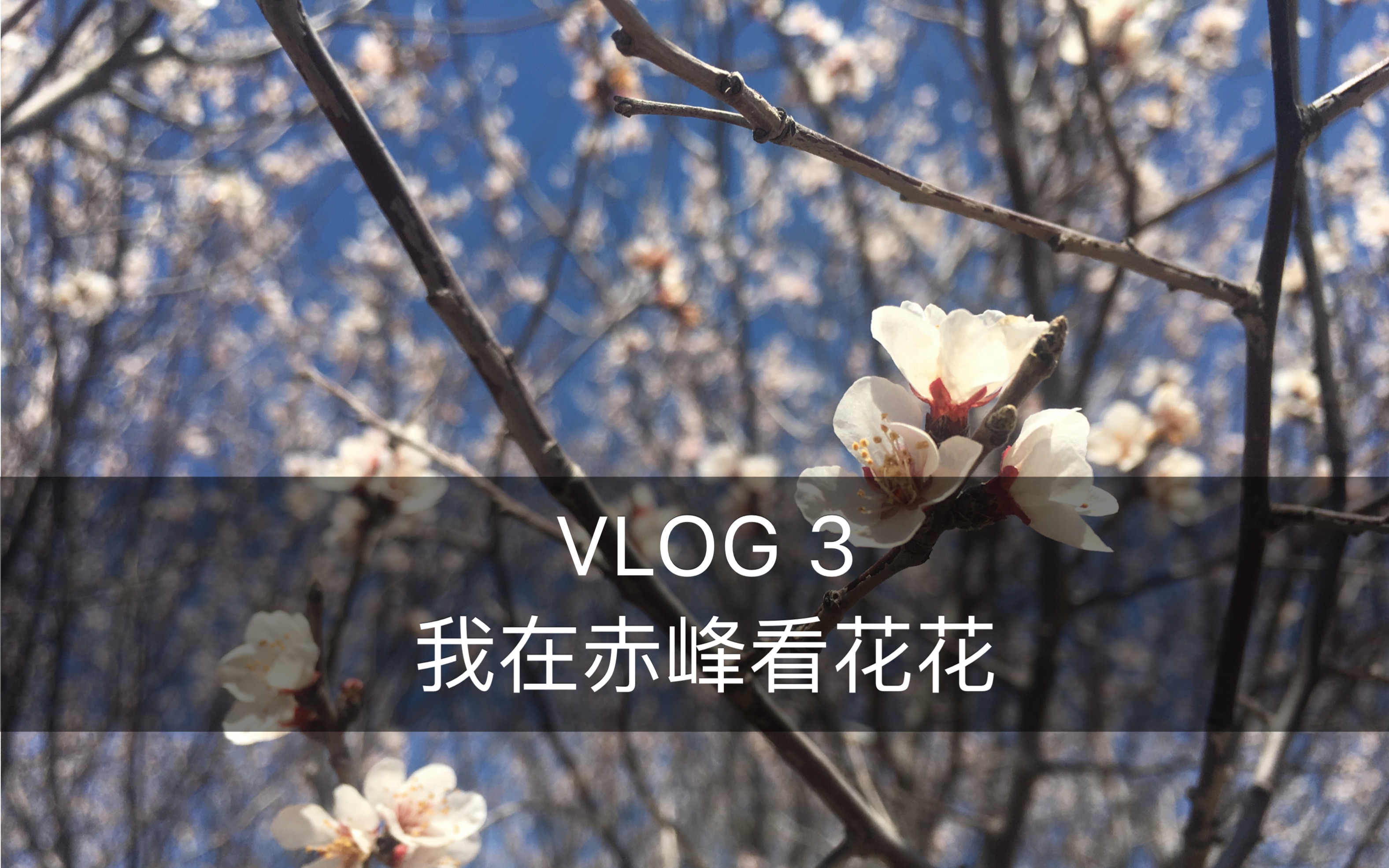 VLOG3 内蒙古赤峰之行 | 赏花、水库、沙海哔哩哔哩bilibili