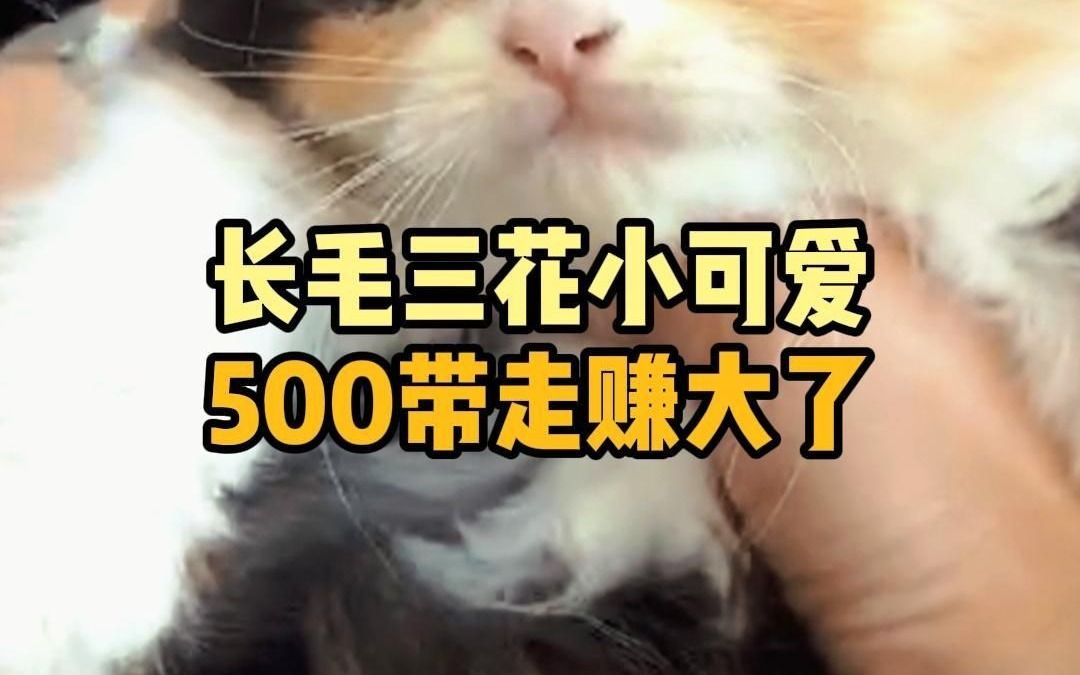 长毛三花小可爱,500带走赚大了!哔哩哔哩bilibili