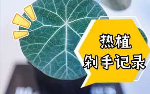 Descargar video: 最近的热植剁手记录