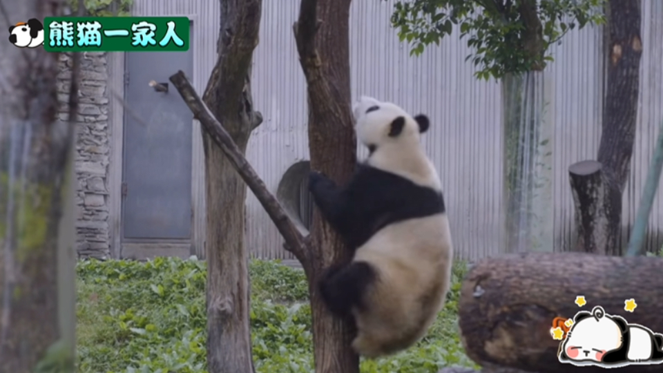 【熊猫一家人】鑫鑫被野鸡叫声吓到飞速上树,成年大熊猫爬树也如此敏捷哈哈哈哔哩哔哩bilibili