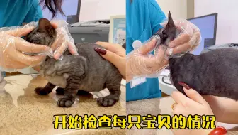 猫生第一次坐飞机新体验 又期待又担心 哔哩哔哩 Bilibili