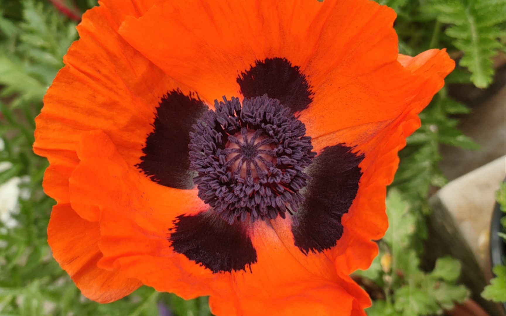 记录花花日常,超级大花朵的东方虞美人