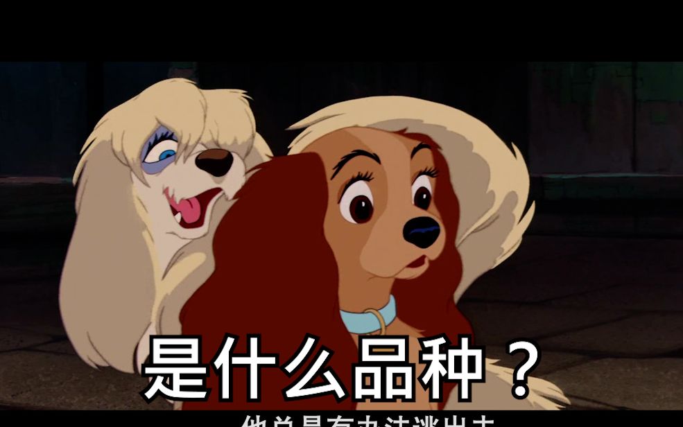 [图]《小姐与流浪汉》中的狗狗们 都是什么品种？[lady and the tramp]