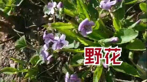 情人节大作战 猜猜你是谁 哔哩哔哩 Bilibili 情人节大作战 猜猜你是谁 哔哩哔哩 Bilibili