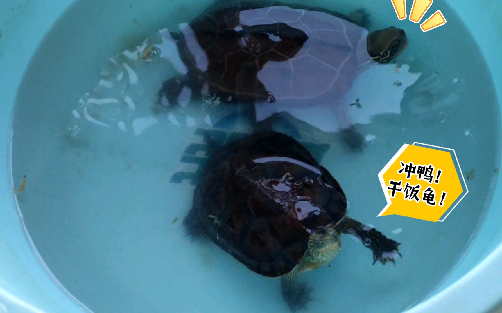 活动作品乌龟吃虾