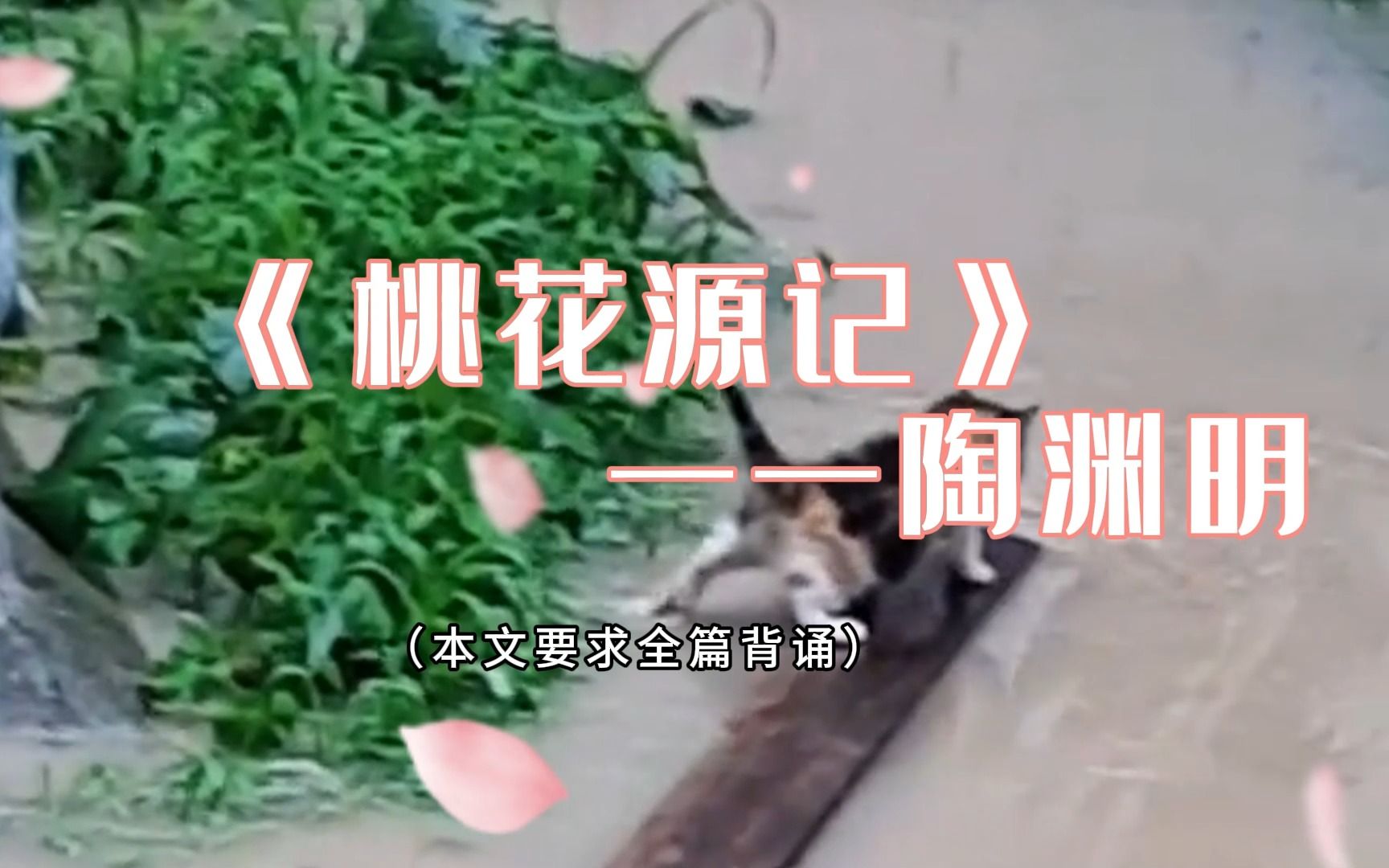 武陵猫捕鱼为业~(素材均来源于网络)哔哩哔哩bilibili