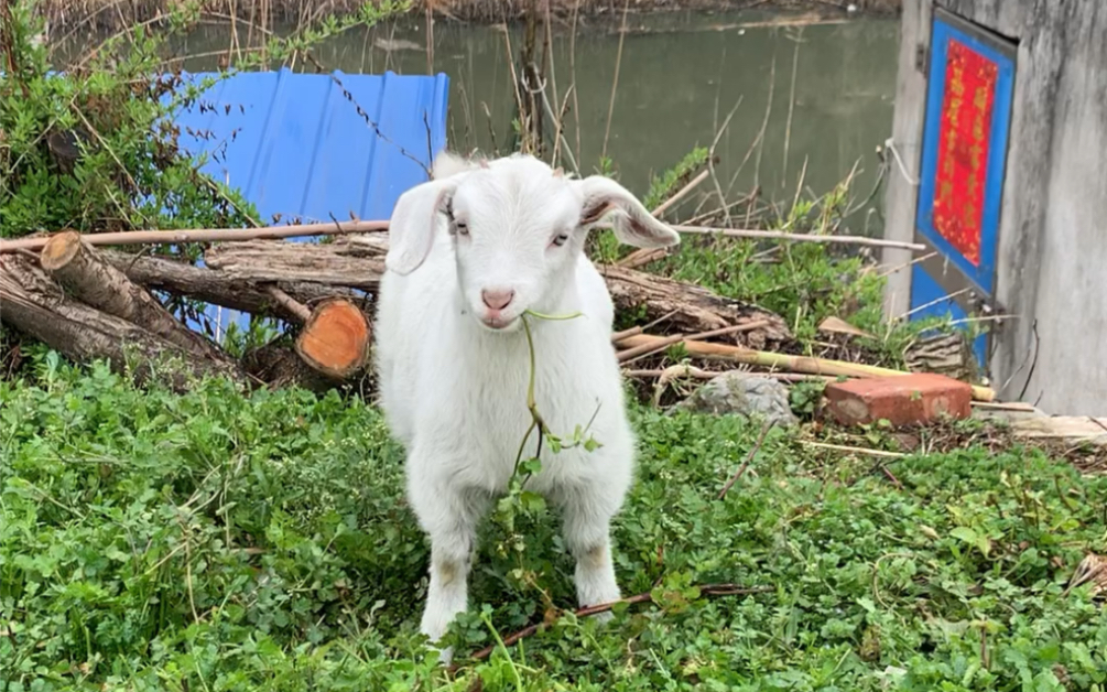 可可爱爱没有脑袋家里有一只调皮捣蛋的小奶羊